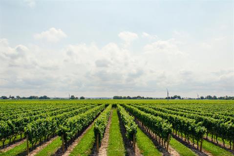 Come Laurearsi e prendere la Laurea in Agraria