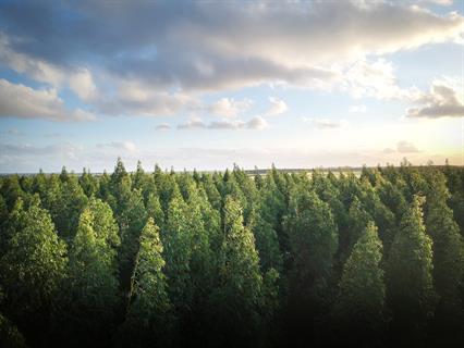 Come Laurearsi e Prendere la Laurea in Scienze Forestali e Ambientali